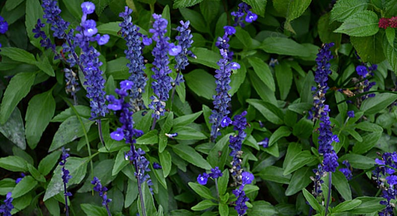 Pitcher Sage plants that look like lavender
