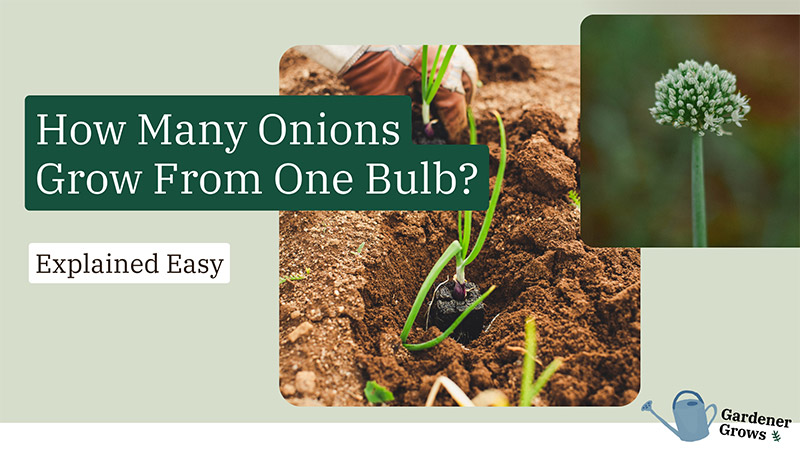 how many onions grow from one bulb