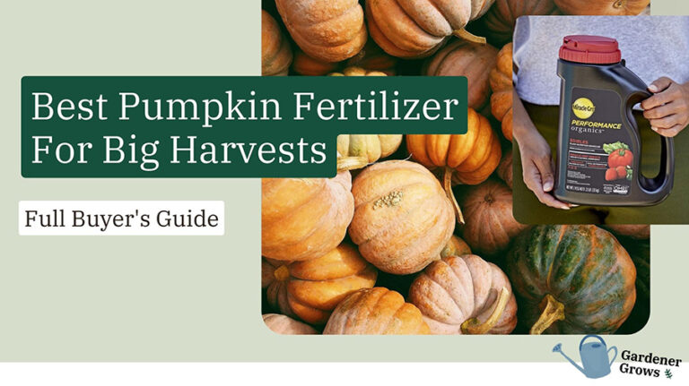 Best Pumpkin Fertilizer For Big Harvests: Top 5 (in 2022)