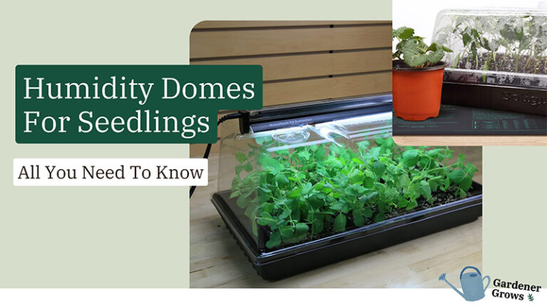 Getting Humidity Dome For Seedlings? Here’s What I Learned