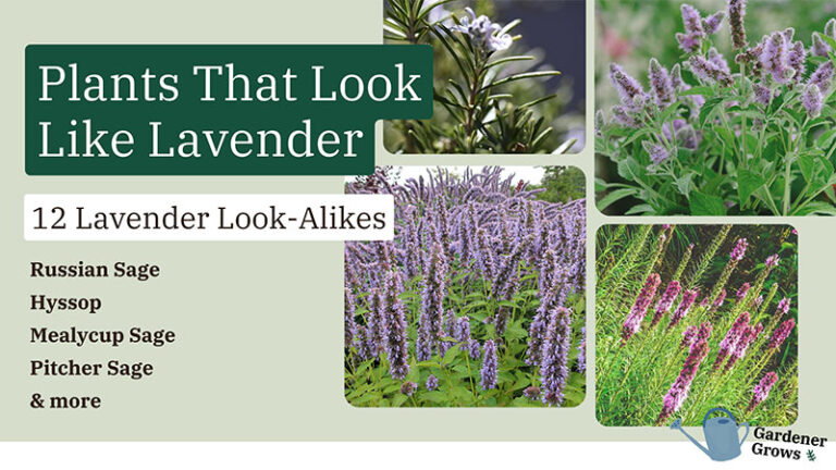 Plants That Look Like Lavender: 12 Lavender Look-alikes