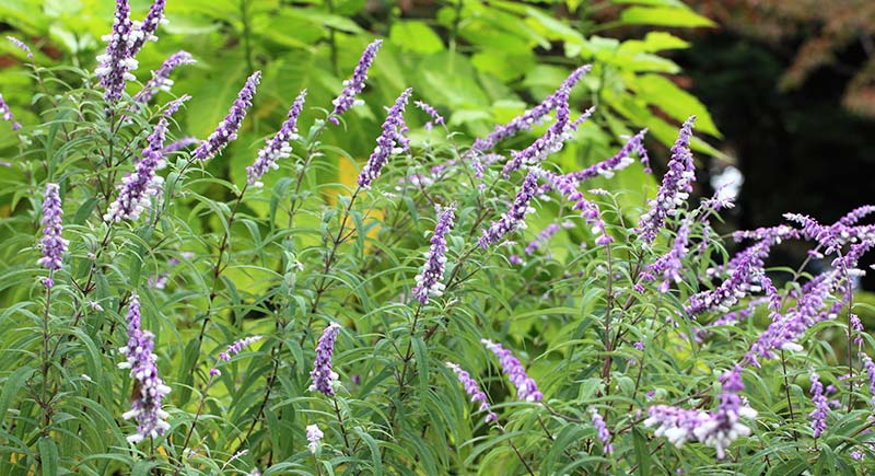 lavender look alike Mexican Bush Sage